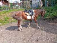 Cavalo inteiro malhado 9 anos