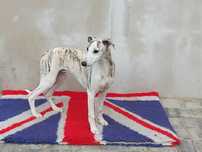 Whippet Chart Angielski Malibu