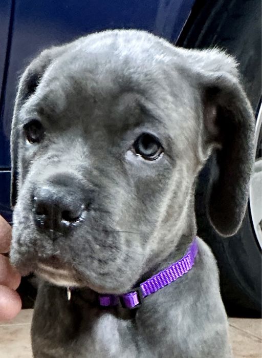 Cane Corso Italiano 800 euros