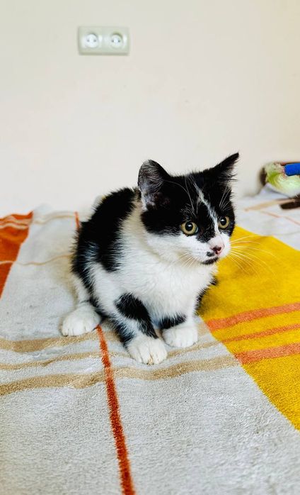 Маленькая черно-белая девочка ищет дом! Котята в хорошие руки!