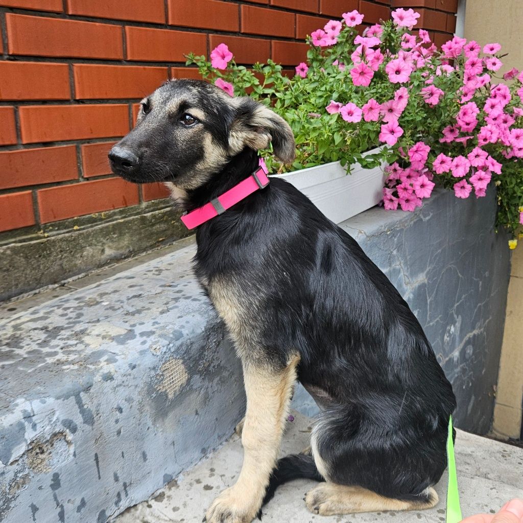 Стерилізована собака Хитрюля шукає родину!