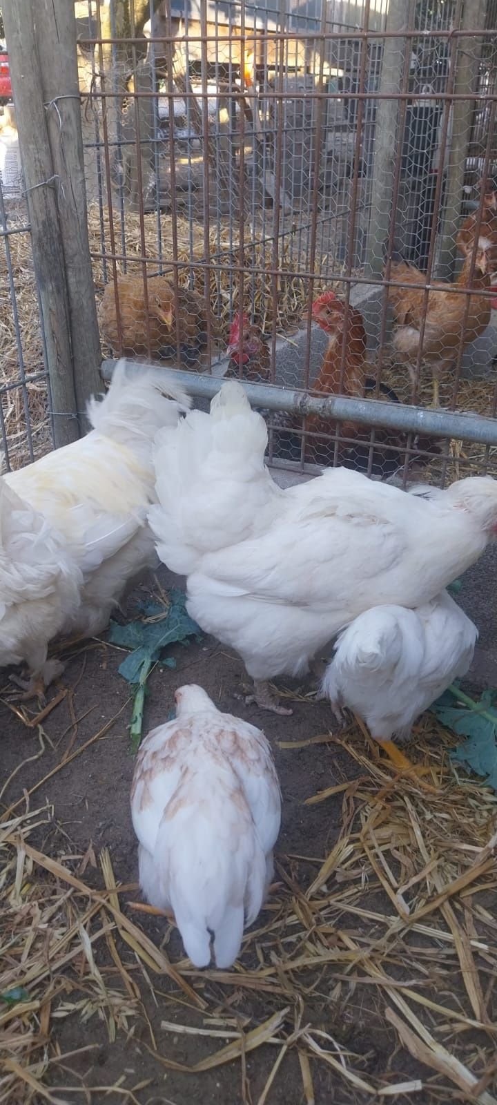 Vender-se frangas brancas raça Legone