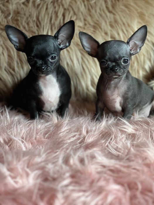 Chihuahua śliczna suczka