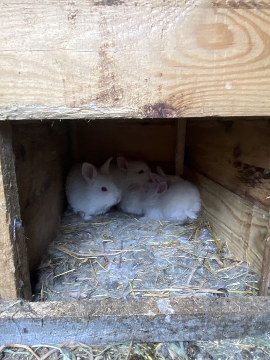 Кролики, кролі, термонці