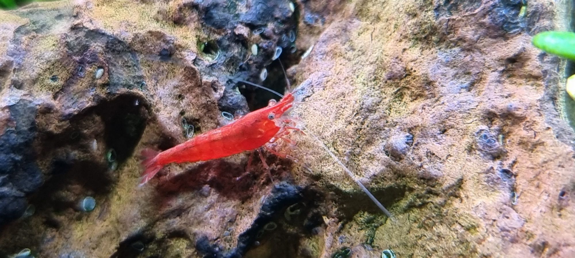 Krewetki Neocardina Sakura Red