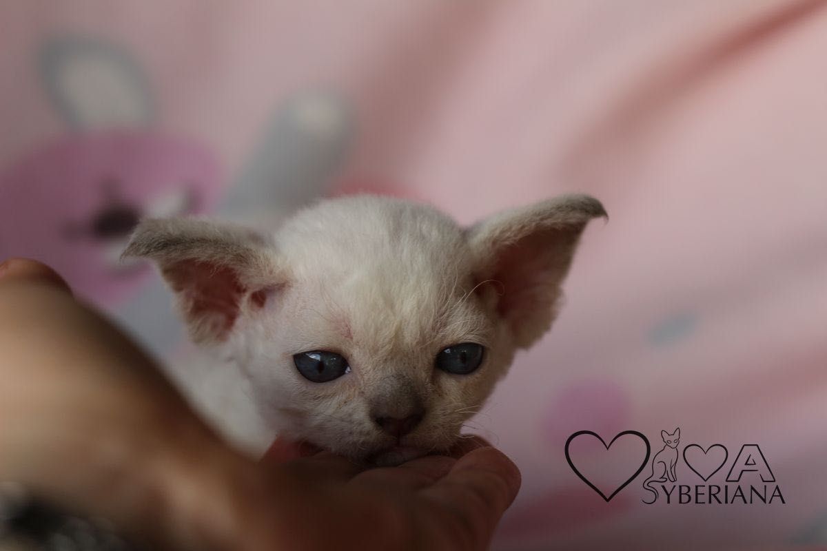 Kocurek niebieskooki Devon rex