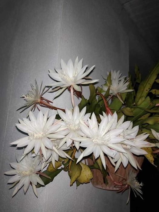 Planta dama da noite