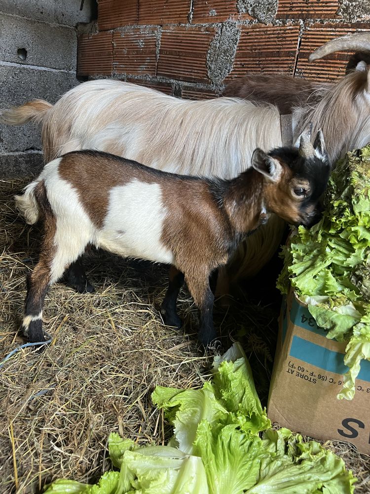 Cabrito anao muito meigo com 3 meses de idade