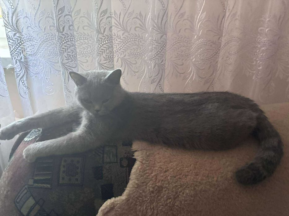 Kotka Brytyjska - sprzedam