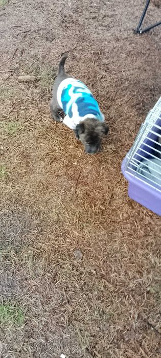 Цуценята незвичайного окрасу