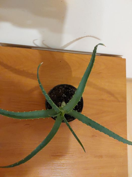 Aloes drzewiasty
