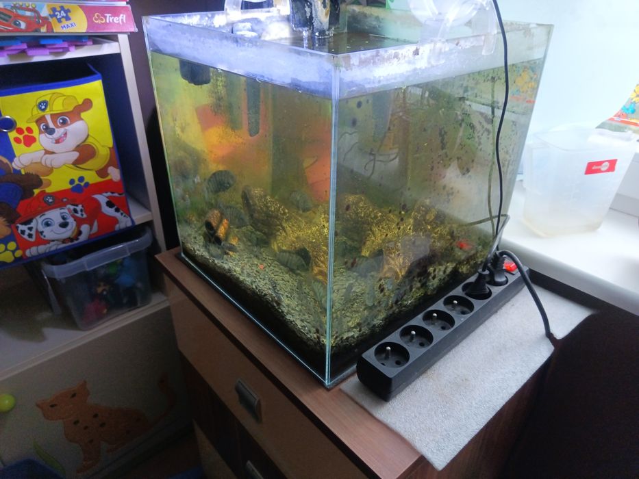 alwarium kostka 40x40