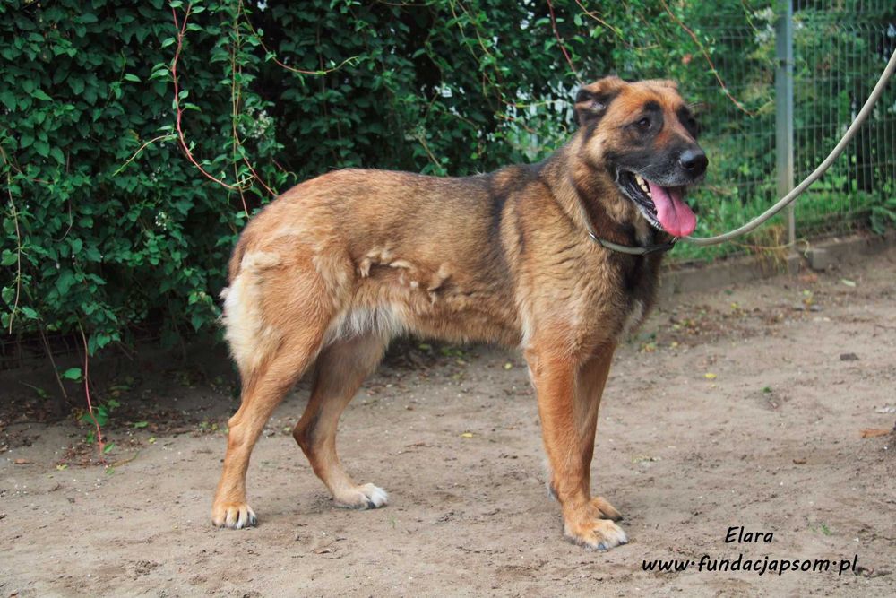 Elara - sympatyczna suczka