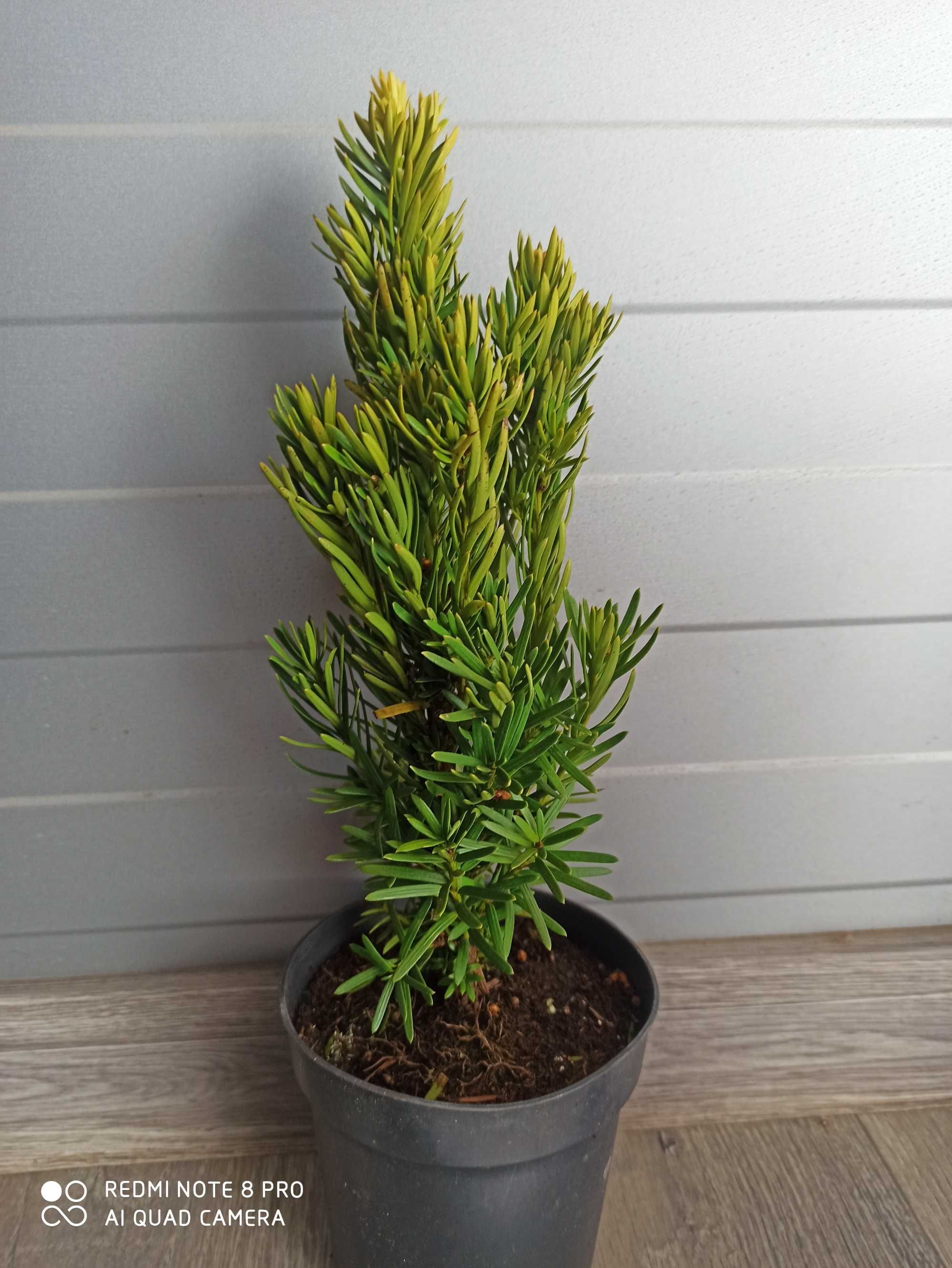 Cis Stricta Viridis