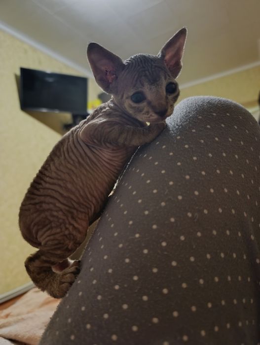 Кошенята канадський Сфінкс