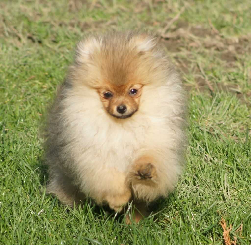 POMERANIAN  FCI - Szpic Miniaturowy PIESEK