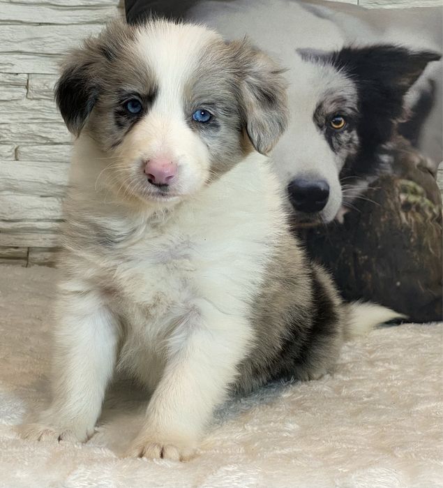 Border Collie dziewczynka DAKOTA