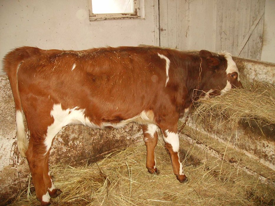 byczki i jałówka hereford