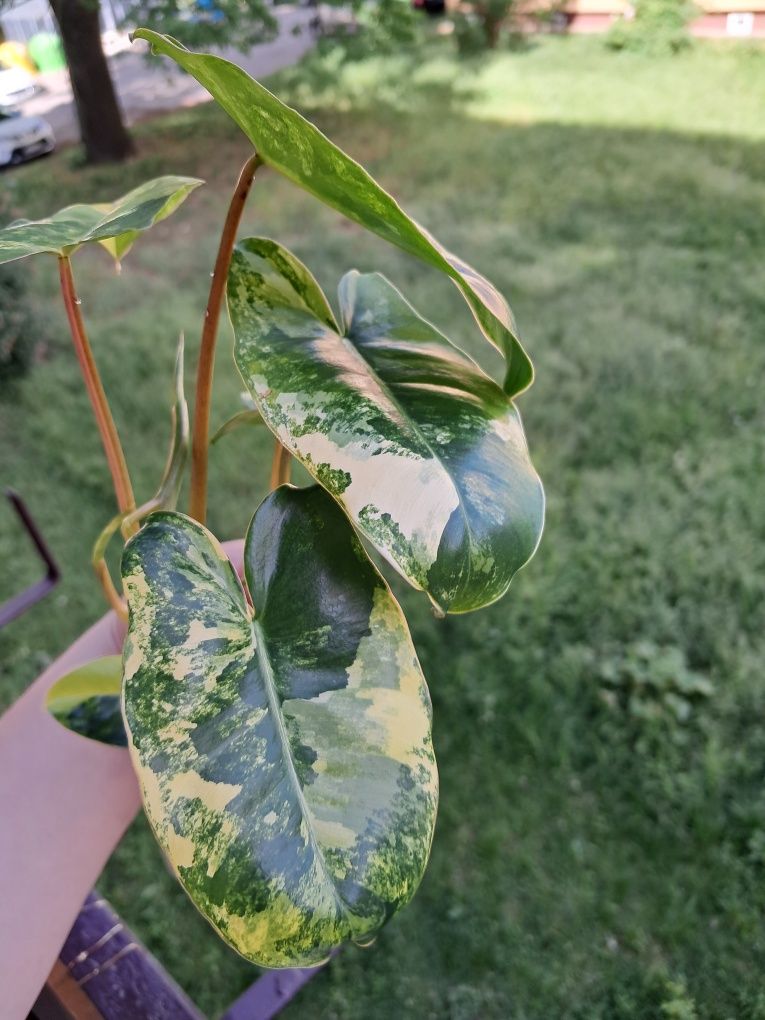 Filodendron burle Marx variegata