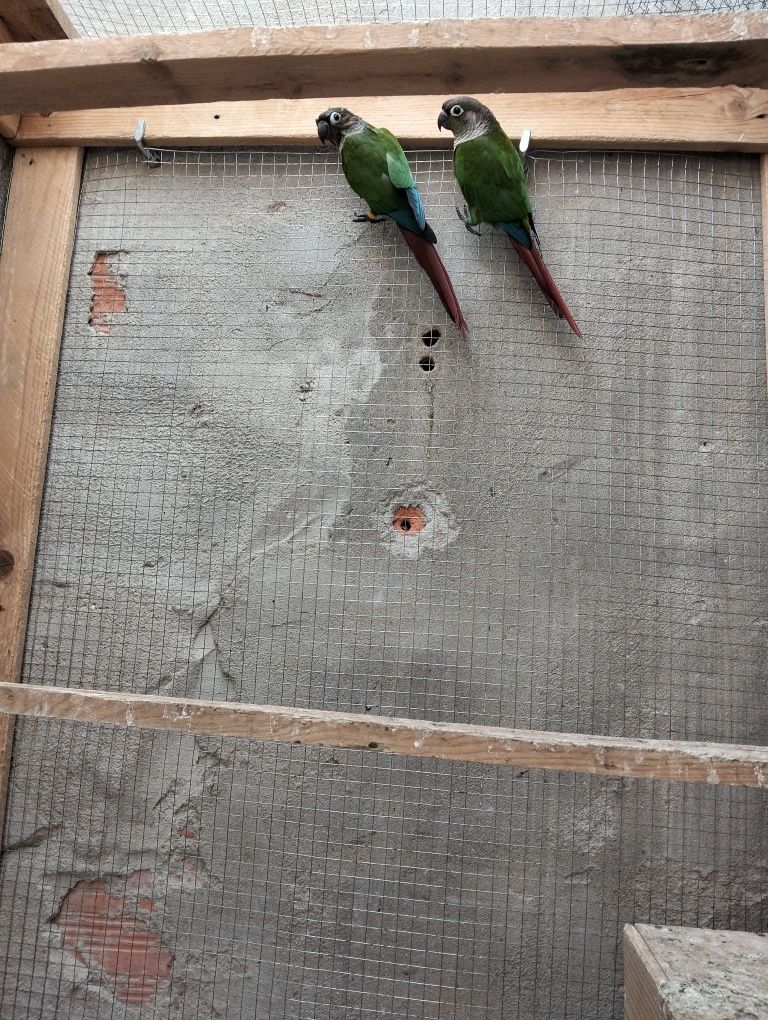 Casal de Pyrrhuras