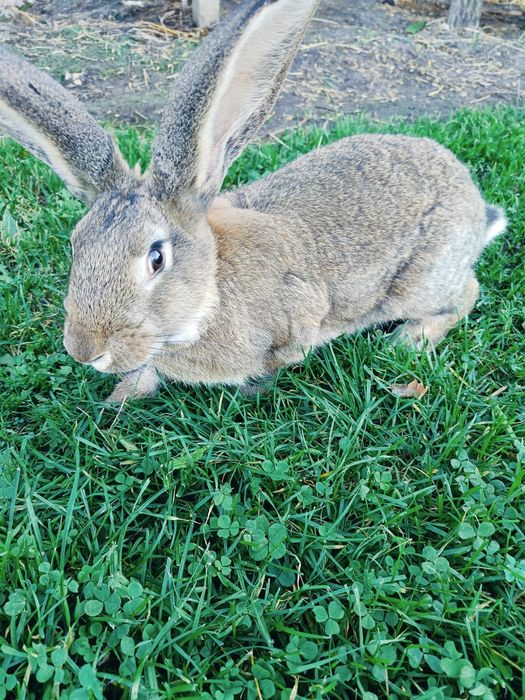 Królik,  samiec młody, duży