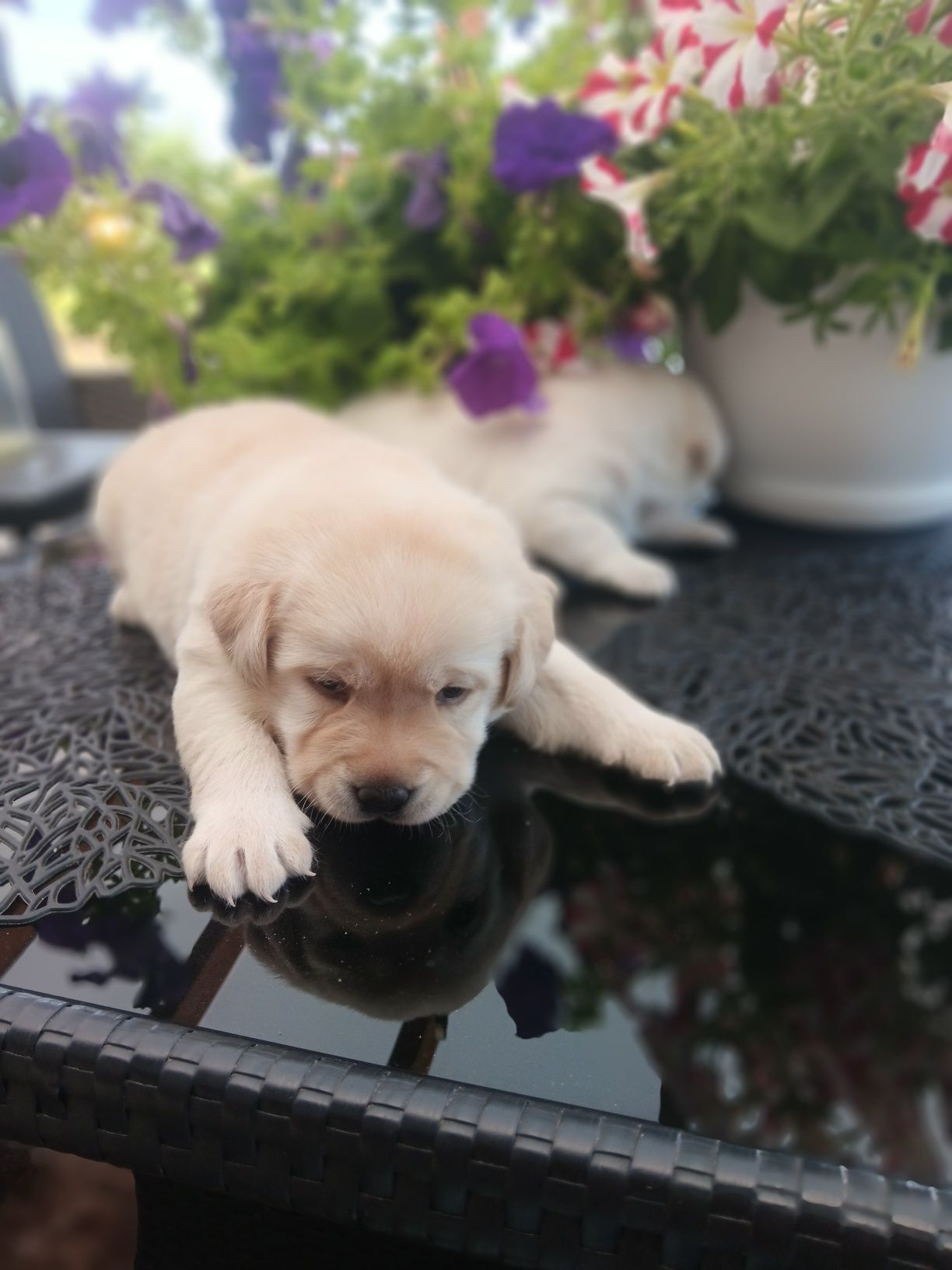 Labrador Retriever szczenie po ojcu Pochodzenia FCI
