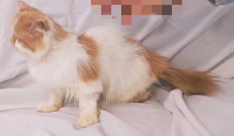 Vendo gata fêmea Persa