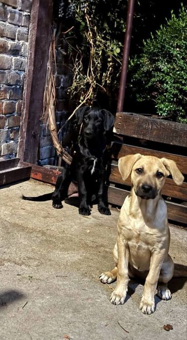 Цуценята  метиси лабрадора 3міс.ДНІПРО