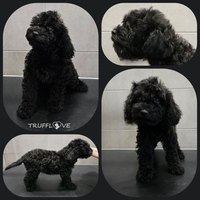 Barbet FCI – czarny piesek z miotu MYSTERY, Trufflove