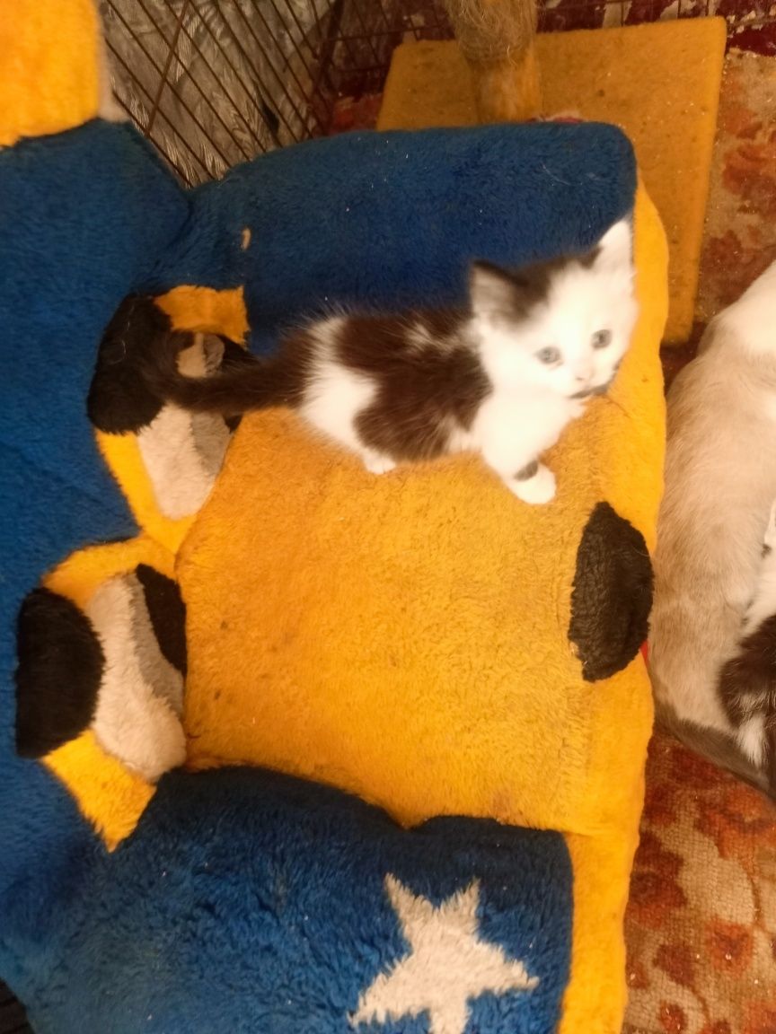 Чудовий котик у родину