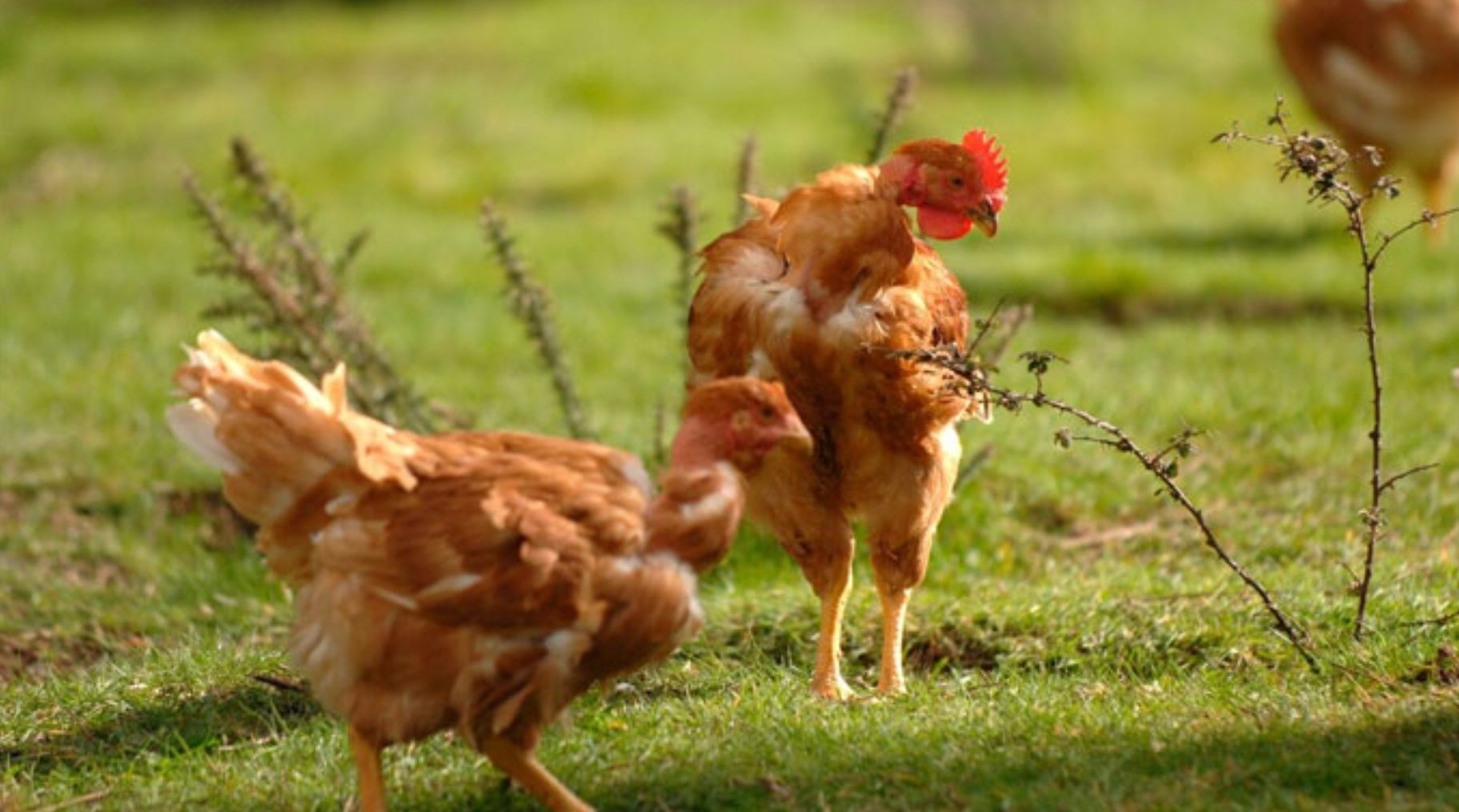 Frango do Campo Arranjado no local