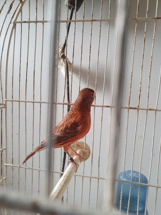 Canários Agata intenso Femea 2025