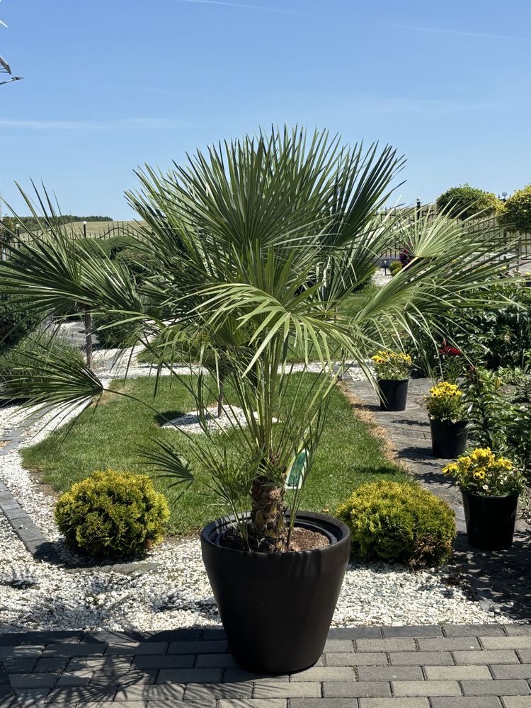 Chamaerops Humilis