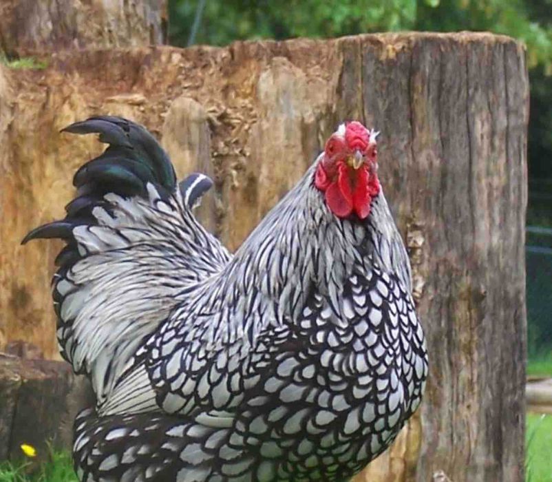 Jaja Lęgowe Wyandotte