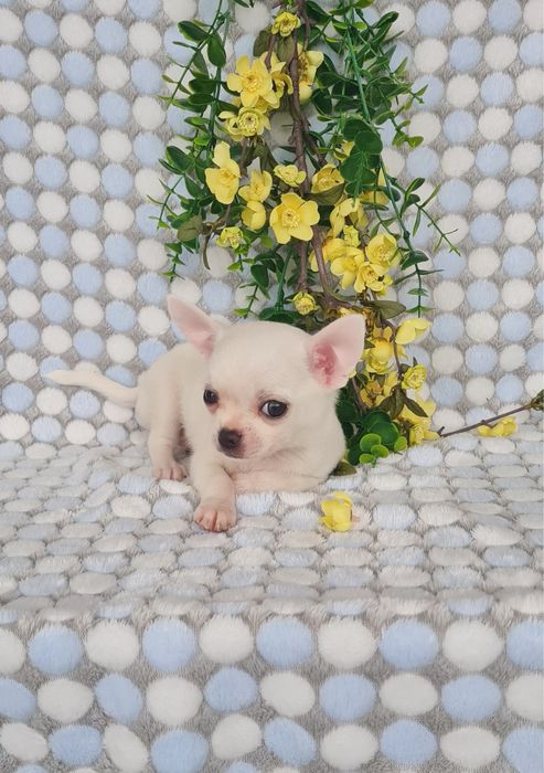 Excecional mini menino Chihuahua/chihuahua de Qualidade