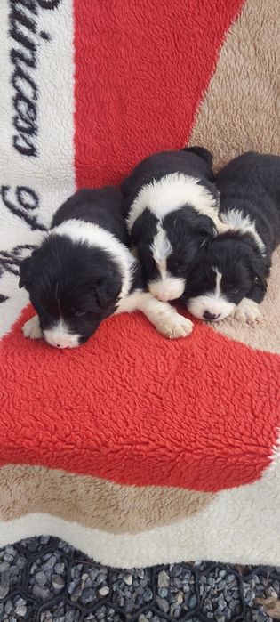 Border collie szczeniak!