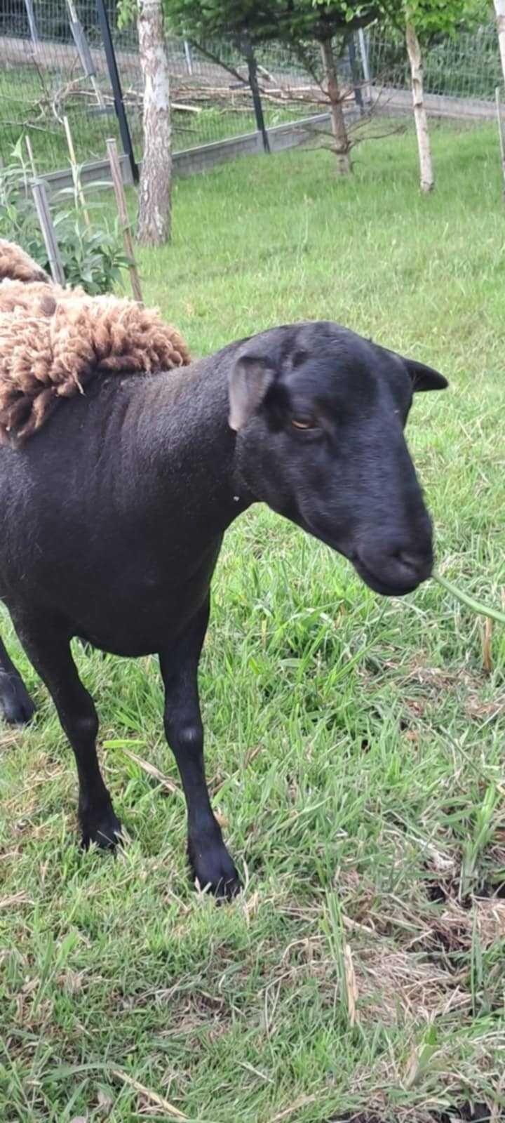 SPRZEDAM owcę dorper kamerun