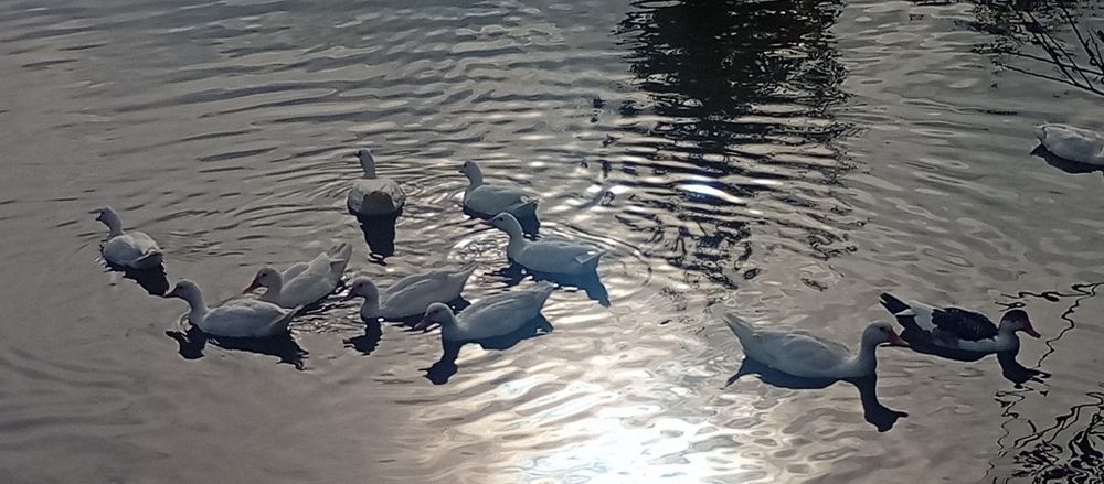 Kaczki francuskie i Gęsi