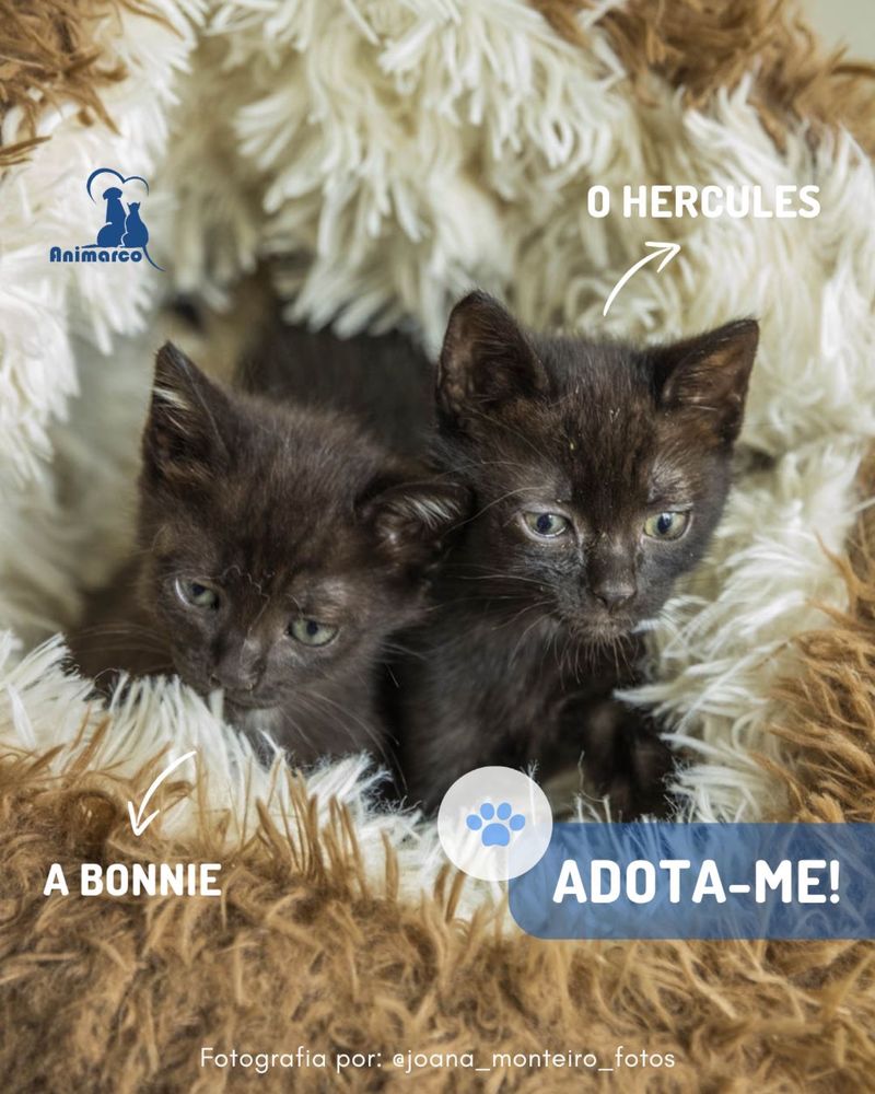 11 Gatinhos bebes para adocao