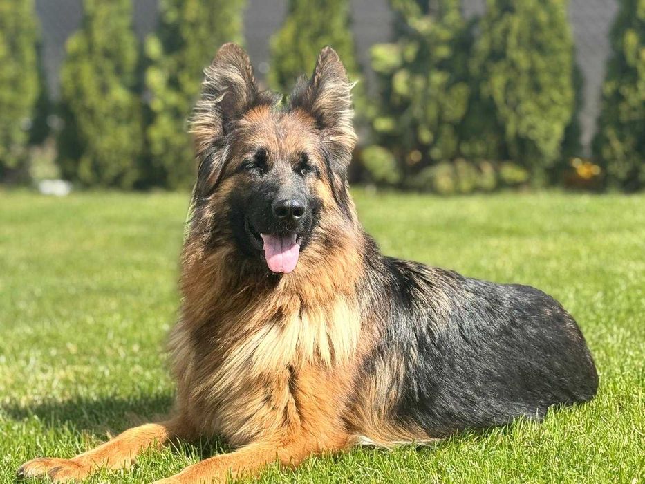 Owczarek niemiecki długowłosy Hodowla  Venus zarejestrowana PFK