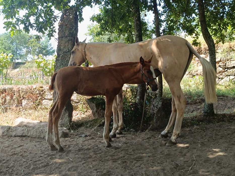 Égua PSLde nome "Ritinha"