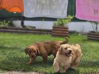 Goldendoodle f1 mini suczka