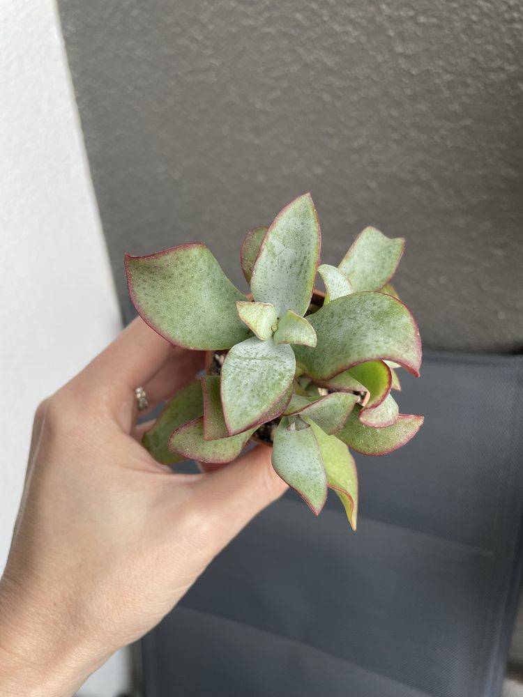 Crassula arborescens “Blue Bird“ drzewko szczęścia sukulent