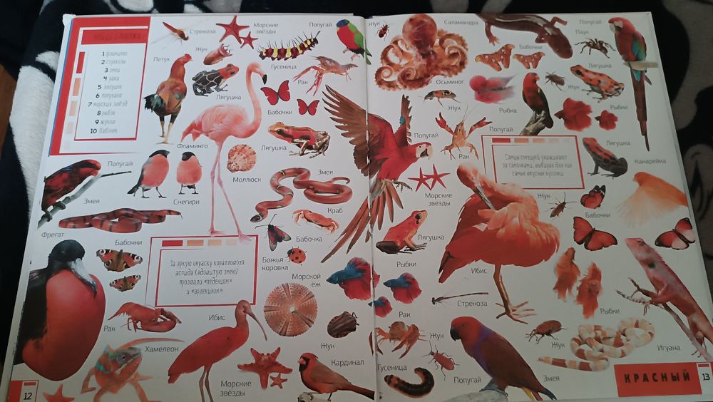 Книга Животные. Учим цвета и цифры