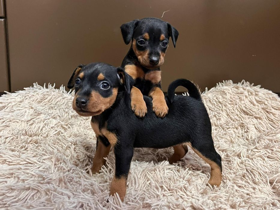 Цуценята цвергпінчера!