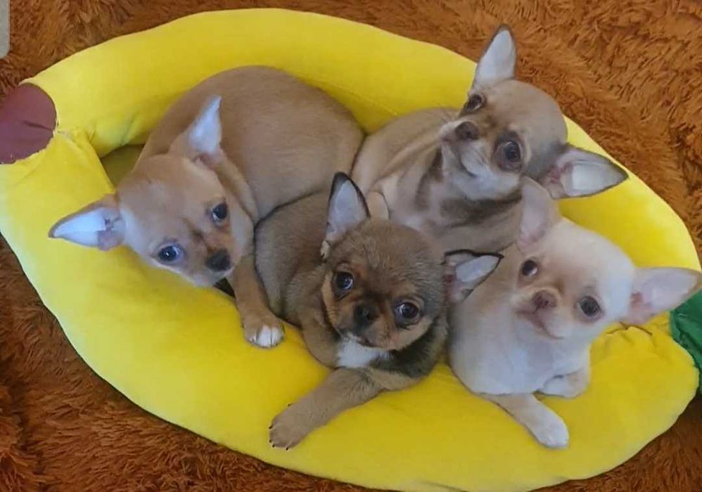 Братики й сестрички чихуахуа.