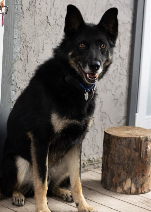 Собака хлопчик чорна собака