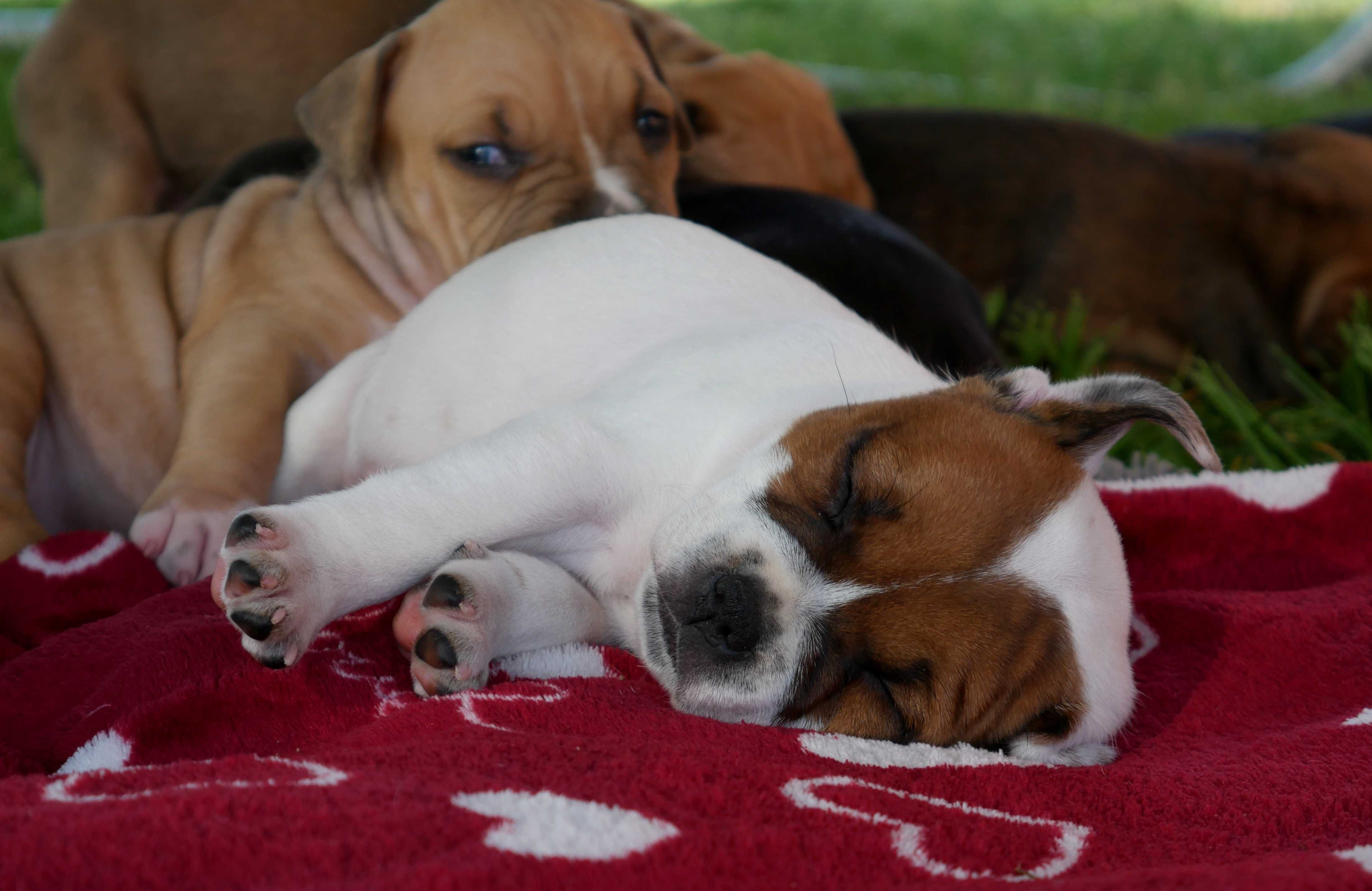 Staffordshire Bull Terrier ZKwP , Staffik FCI, piękna SUCZKA - 3