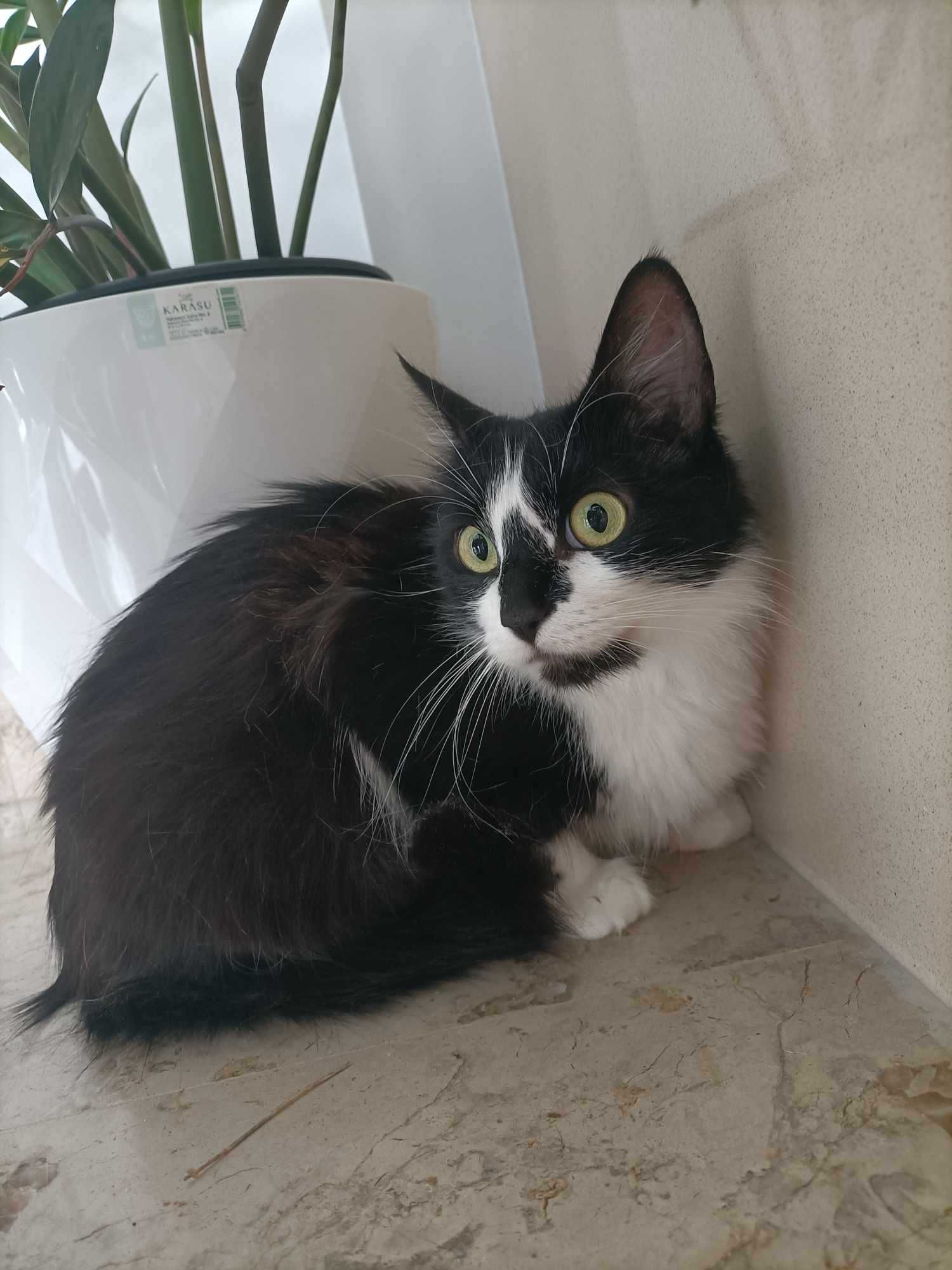 Setúbal / Margem Sul / Lisboa — MORGANA, gatinha para adoção