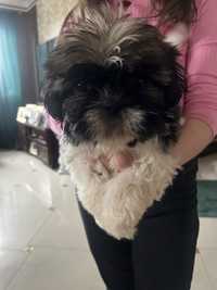 Piesek shih tzu tri color